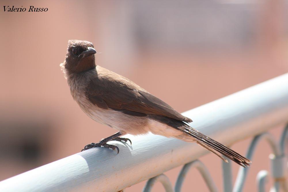 foto dal marocco